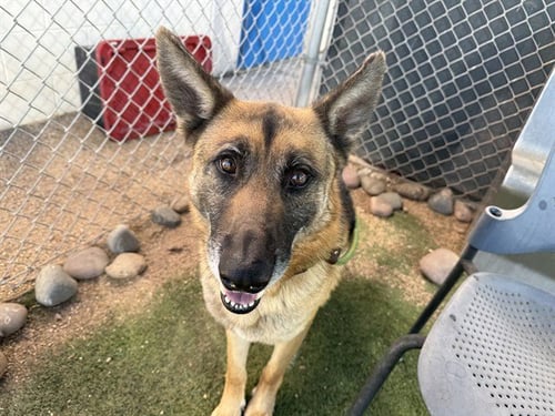 FRANCIS - German Shepherd Dog available for adoption