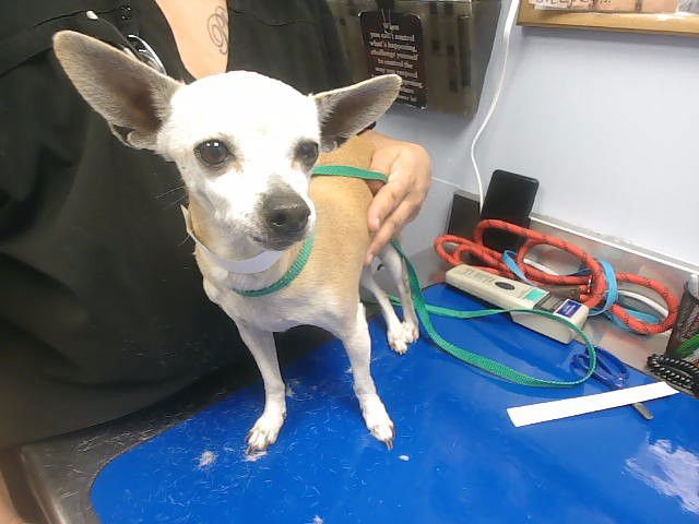 WENDY - Chihuahua available for adoption