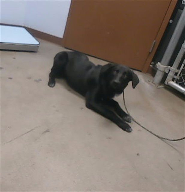 RIGBY - Labrador Retriever available for adoption