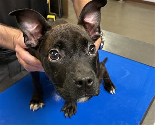 FROSTING - American Pit Bull Terrier available for adoption