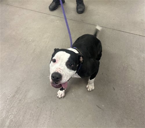 BARNEY - American Pit Bull Terrier available for adoption