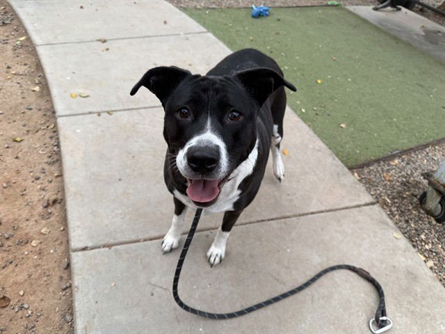 BACARDI - American Pit Bull Terrier available for adoption