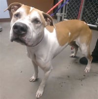 BUCK - Photo 1