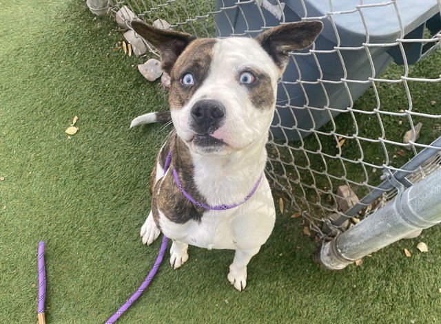 YODA - American Pit Bull Terrier available for adoption