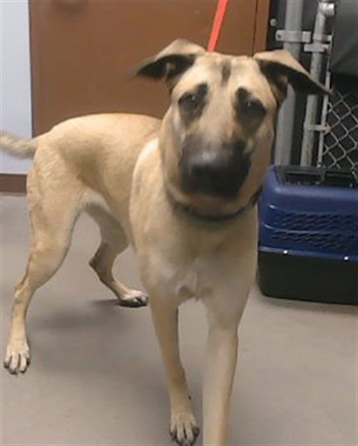 SANDY - Anatolian Shepherd available for adoption