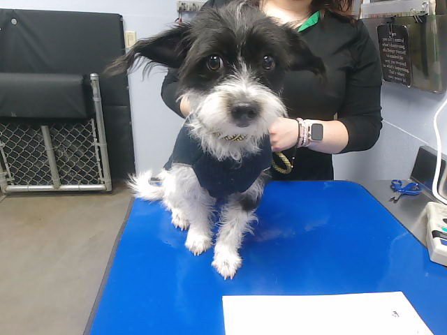 STYLE - Cairn Terrier available for adoption