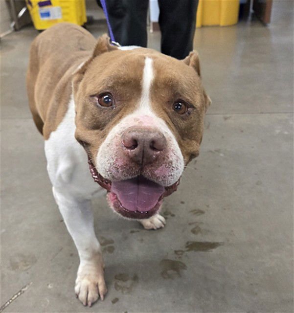 ANGELO - American Staffordshire Terrier available for adoption