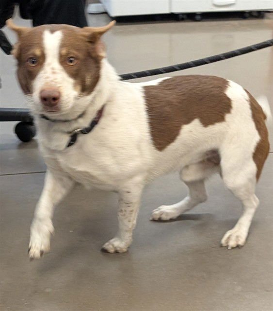 PROFESSOR - Australian Cattle Dog/Blue Heeler / Pembroke Welsh Corgi available for adoption