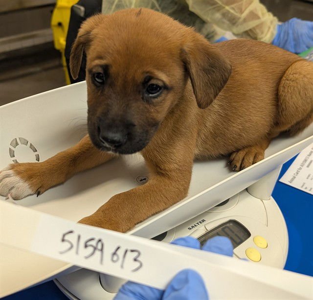 POPS - German Shepherd Dog available for adoption