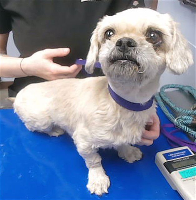 SNOW WHITE - Poodle (Miniature) available for adoption