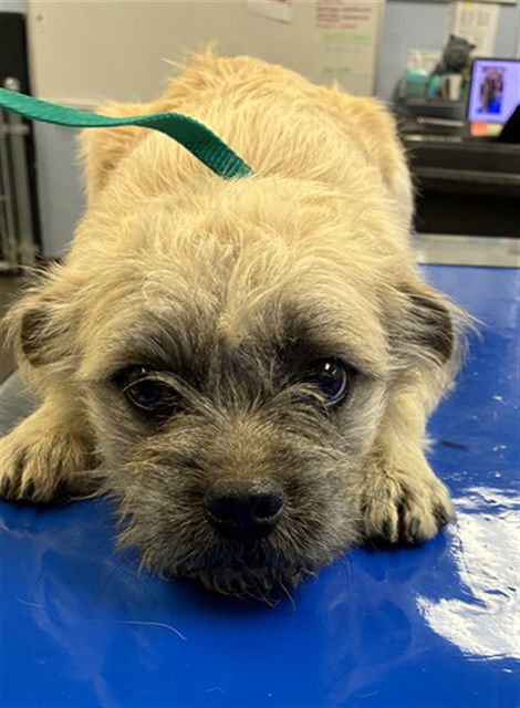 CHANDLER - Pug / Cairn Terrier available for adoption