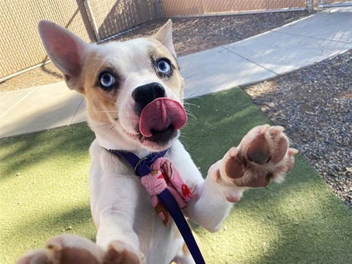 SPRITE - Australian Cattle Dog/Blue Heeler / Chihuahua available for adoption