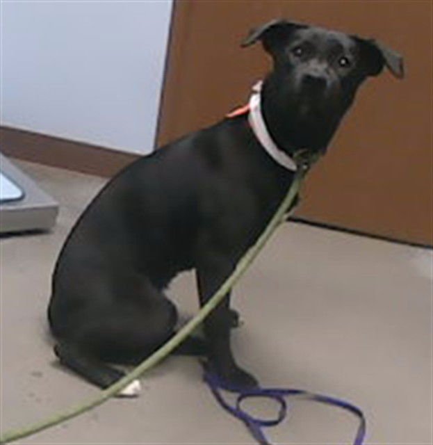 WONDERLAND - Labrador Retriever available for adoption