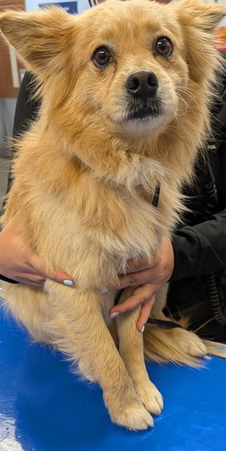 STARBURST - Pomeranian available for adoption