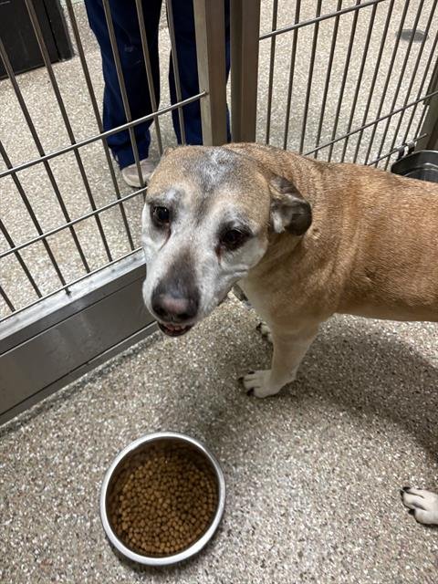 MEG - Black Mouth Cur available for adoption