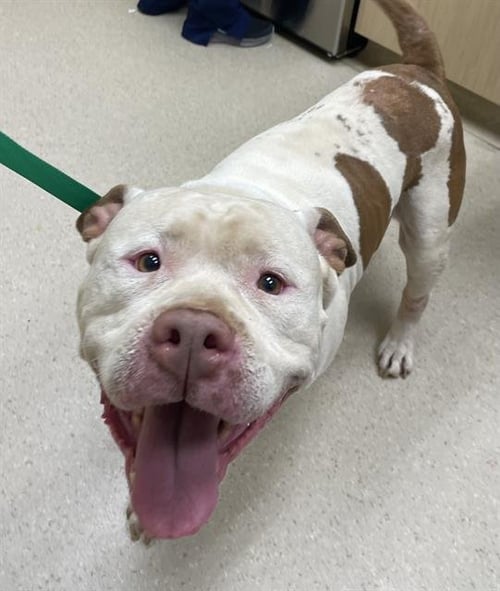 BRUTUS - American Pit Bull Terrier available for adoption