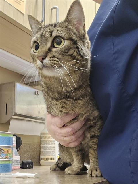 MAURA - Domestic Short Hair available for adoption