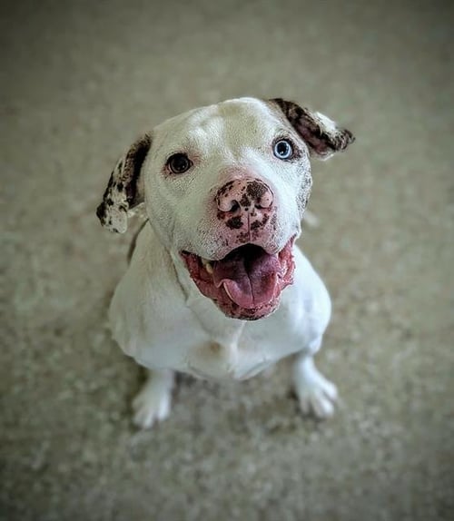 RUBIX - American Bulldog / Catahoula Leopard Dog available for adoption