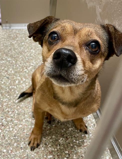 CLEO - Chihuahua / Dachshund available for adoption