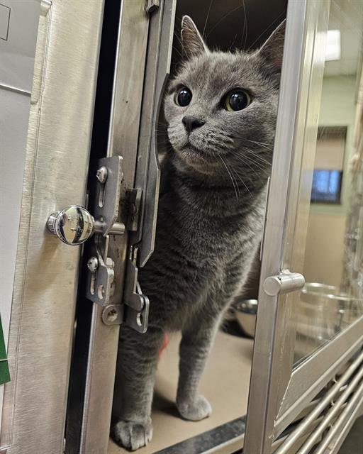 HARLEY - Domestic Short Hair available for adoption