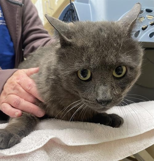 SIR CHARLES - Domestic Short Hair available for adoption