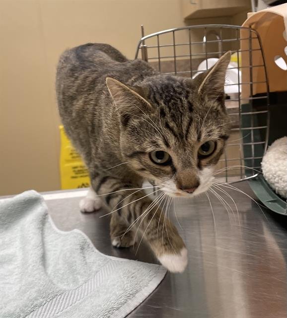 PICKLES - Domestic Short Hair available for adoption