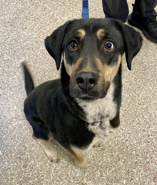 ALLIE - Black and Tan Coonhound / Siberian Husky available for adoption