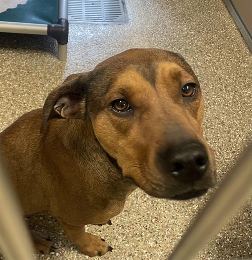 BAMA - Redbone Coonhound / Rhodesian Ridgeback available for adoption
