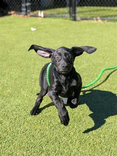 DOLLY - Plott Hound available for adoption