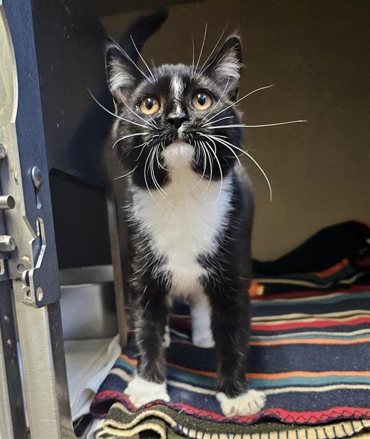 SMOOCH - Domestic Short Hair available for adoption