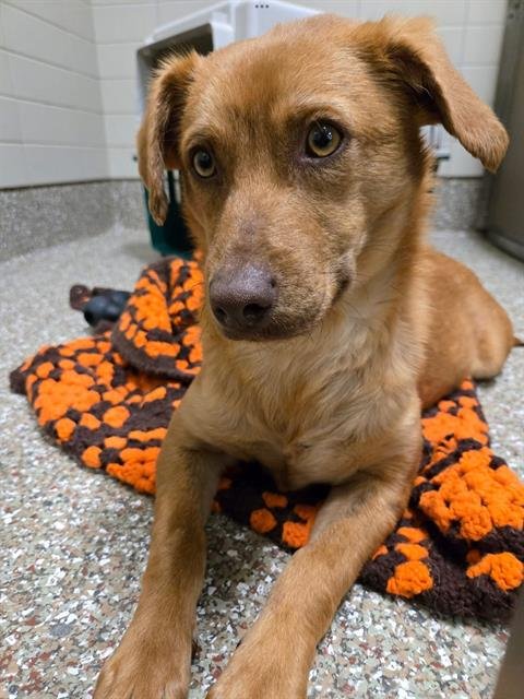 ZEP - Feist available for adoption