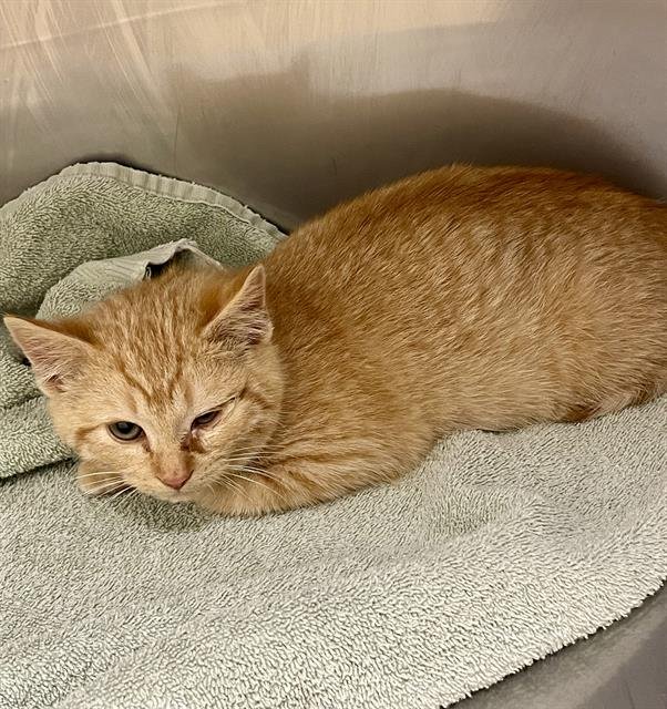 BRANDI - Domestic Short Hair available for adoption