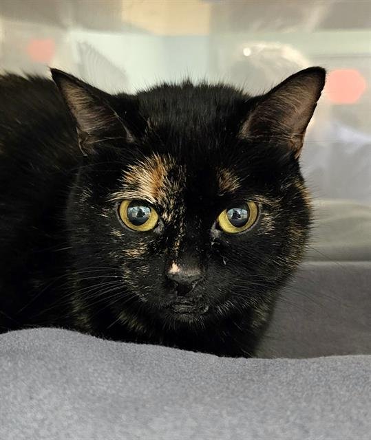 POPPY SAGE - Domestic Short Hair available for adoption