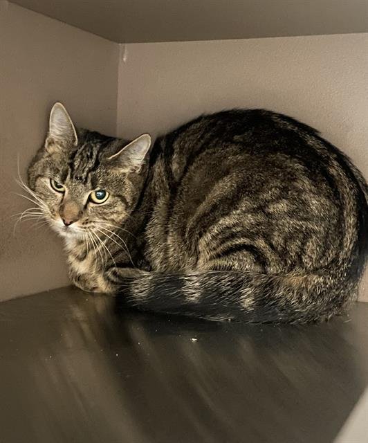 MYSTIQUE - Domestic Short Hair available for adoption