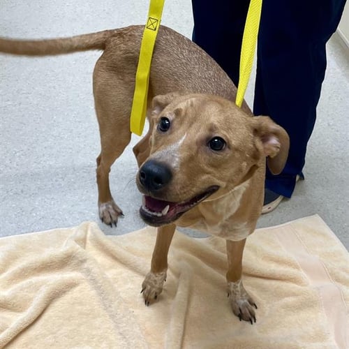 WHISKEY - English Coonhound / Black Mouth Cur available for adoption