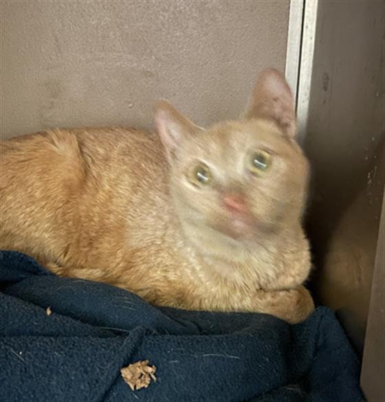 BILLIE JO - Domestic Short Hair available for adoption