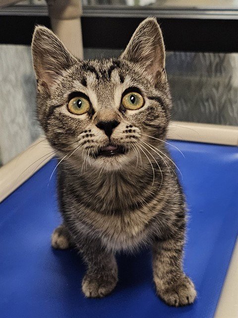 CADE - Domestic Short Hair available for adoption