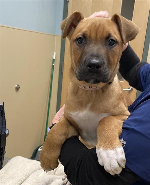RUBY - Black Mouth Cur / Mastiff available for adoption