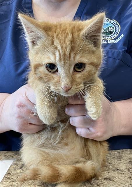 ASTRO - Domestic Medium Hair available for adoption