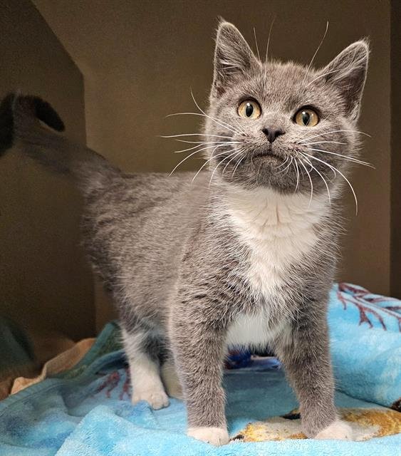 KIMCHI - Domestic Short Hair available for adoption