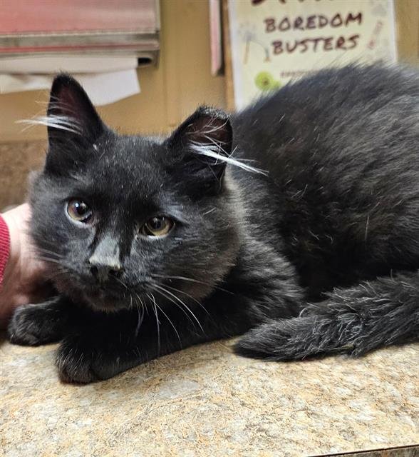 WELLY - Domestic Medium Hair available for adoption