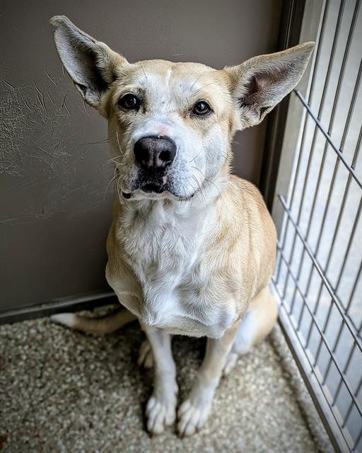 FAE - German Shepherd Dog available for adoption