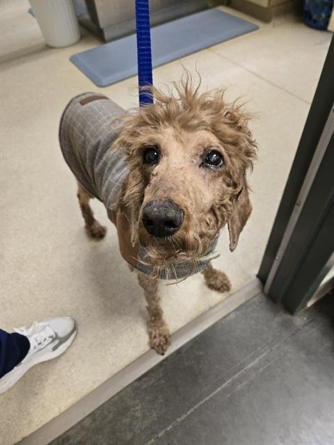 SCATTER - Poodle (Standard) available for adoption