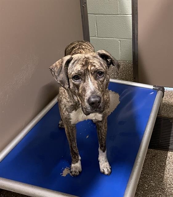MUNSTER - Plott Hound / Pit Bull Terrier available for adoption