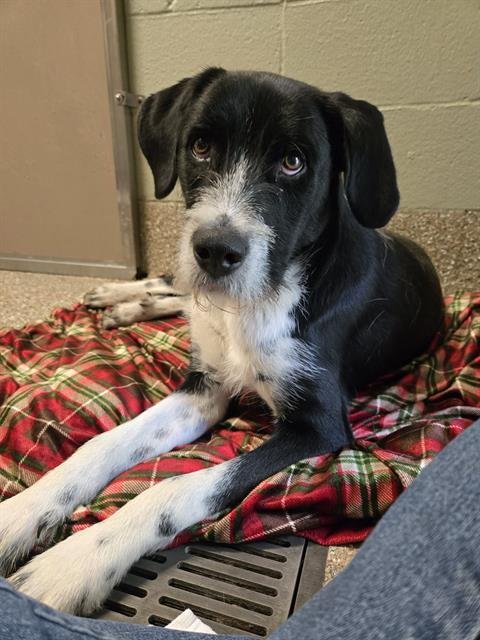 PERU - German Wirehaired Pointer / Great Pyrenees available for adoption