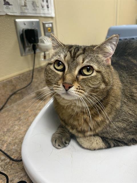 LUNA - Domestic Short Hair available for adoption