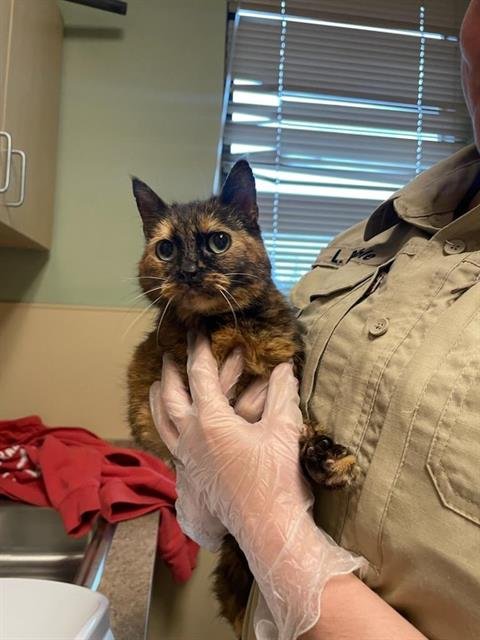 CHICKADEE - Domestic Short Hair available for adoption