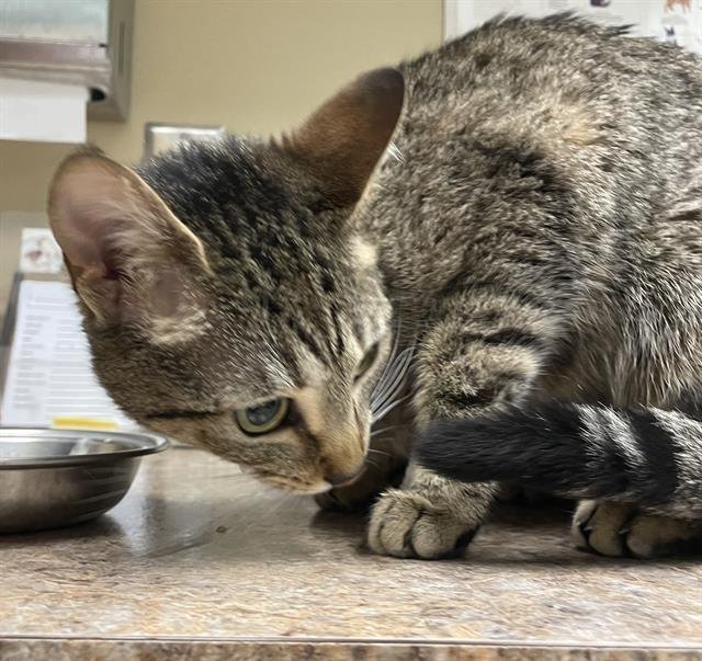 NALA - Domestic Short Hair available for adoption