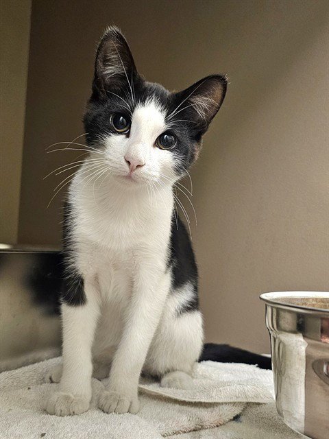 BANDIT - Domestic Short Hair available for adoption