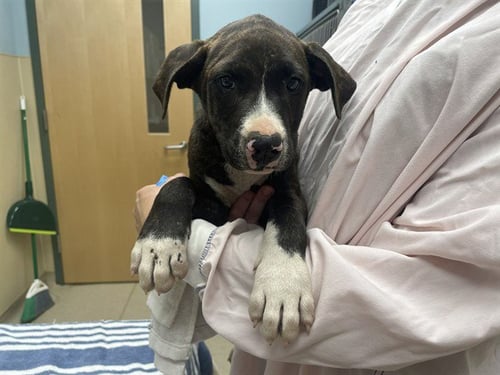 TOGGLE - Mastiff available for adoption